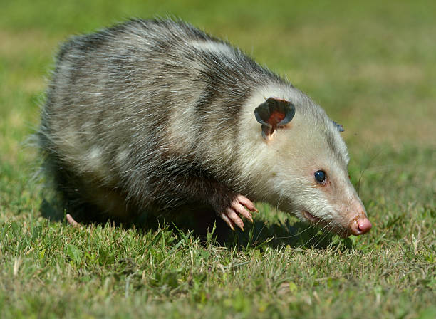 버지니아 주머니쥐 - common opossum 뉴스 사진 이미지