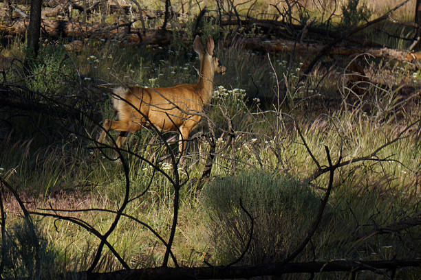 istock first deer of the day 502422129