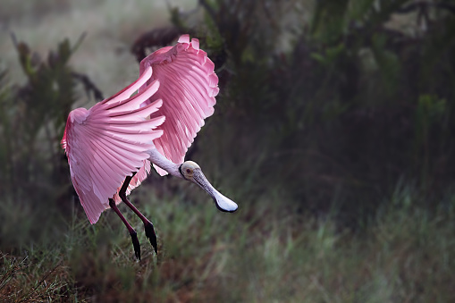 Roseate Spoonbill spreads its wings in an acrobatic dance as it frolics in the wetlands.