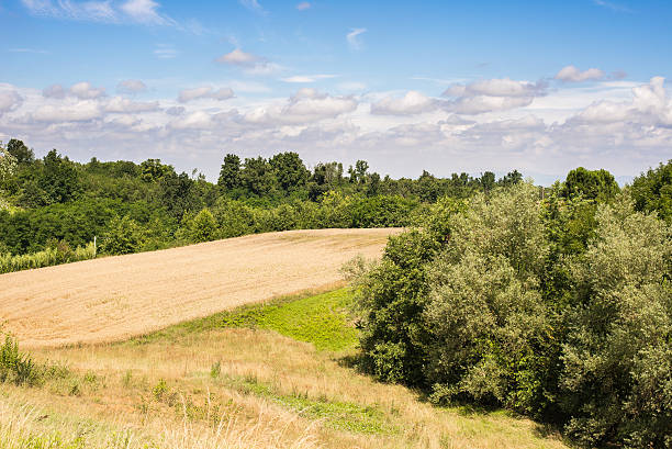 campo dorado y madera - low grass hill pasture fotografías e imágenes de stock