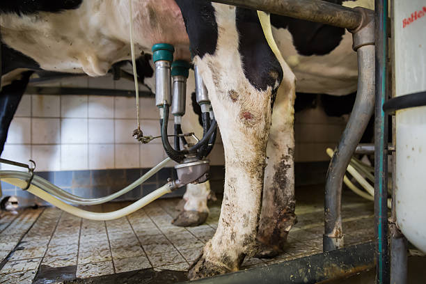 istock cow ready for give milk 502422631