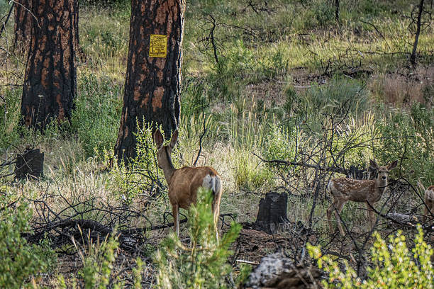deer by old growth sign