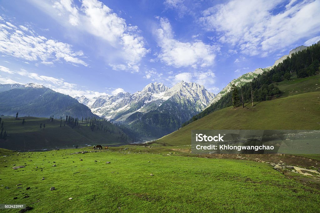 Mountain landscape Sunrise mountain landscape Green field Animal Stock Photo