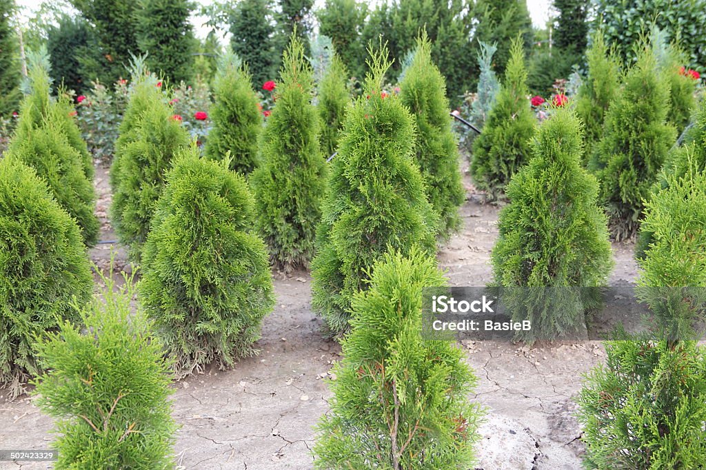 Thuja plantas - Foto de stock de Seto de enebro libre de derechos