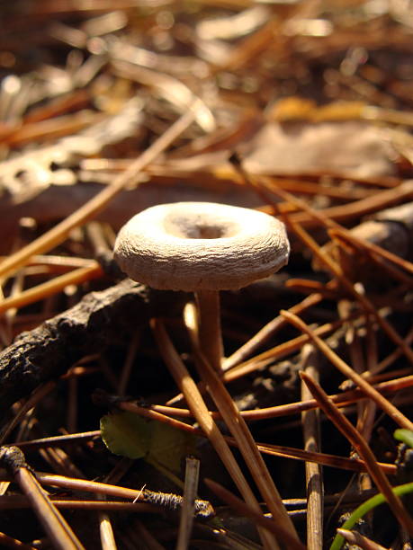 cogumelo macro agulhas - mushroom stem cap plate imagens e fotografias de stock