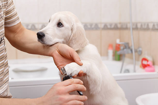 owner grooming his dog at home Man owner is making manicure of retriever puppy after shower animal arm photos stock pictures, royalty-free photos & images