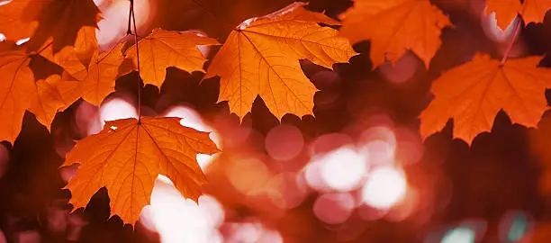 Photo of maple leaf red autumn