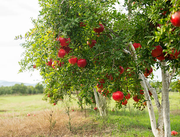 гранатовое деревьев на сад - pomegranate pomegranite tree tree leaf стоковые фото и изображения