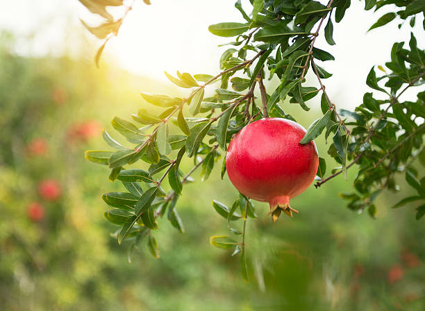 익은 pomegranates on 로세아 - pomegranate pomegranite tree tree leaf 뉴스 사진 이미지