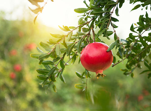 Ripe Pomegranates On Tree Stock Photo - Download Image Now - Pomegranate, Pomegranate  Tree, Tree - iStock