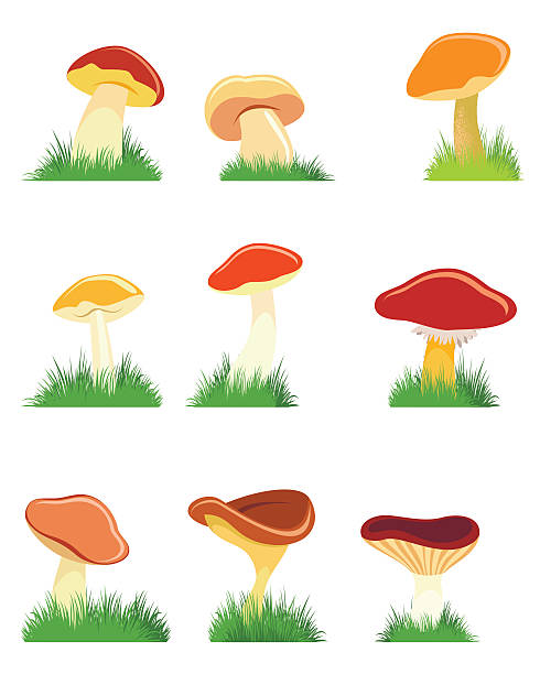 9 つのキノコセット - edible mushroom fungus chanterelle set点のイラスト素材／クリップアート素材／マンガ素材／アイコン素材