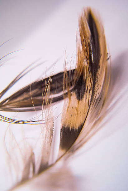 istock Close up of duck down 502426956