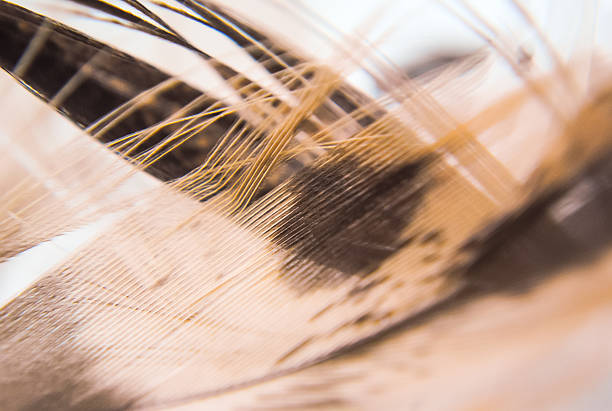 istock Close up of duck down 502427100