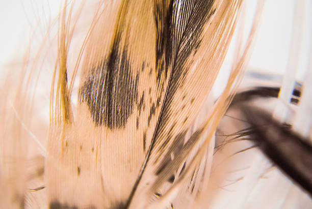 Duck down close up