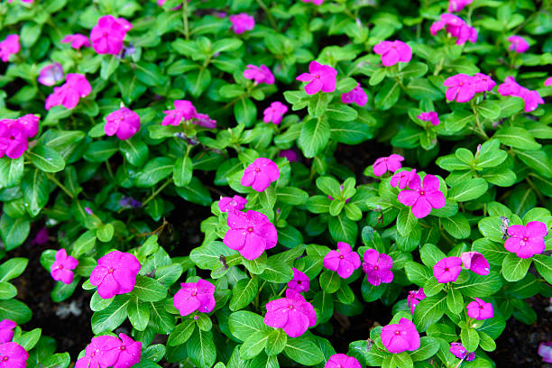 bela vinca flor-de-rosa - catharanthus - fotografias e filmes do acervo