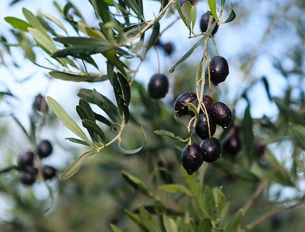 istock Olives hang on a branch 502446320