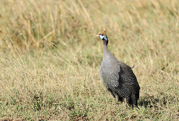 Helmeted Guineafowl belongs of the guineafowl bird family