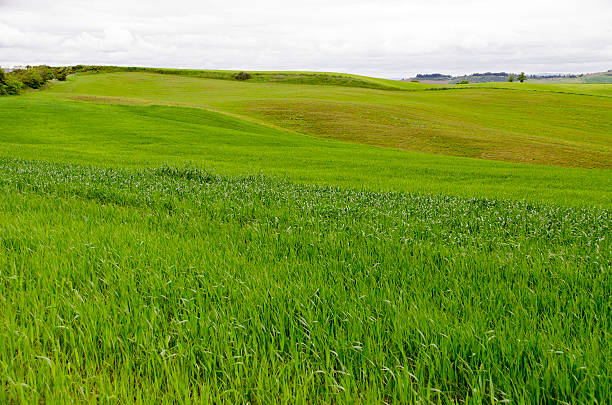 istock in the Tuscany 502447497