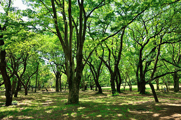 istock Park of the fresh green 502447615
