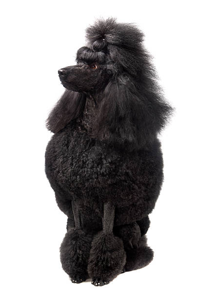 istock Black Royal poodle on white 502447743