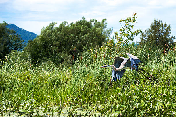 Great Blue Heron Great Blue Heron flying in a wetland. lake magog photos stock pictures, royalty-free photos & images