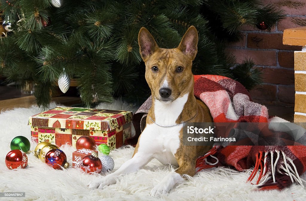 Basenji with christmas-tree decorations. Brindle Basenji with christmas-tree and other decorations. Animal Stock Photo