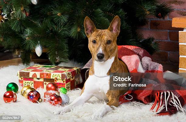 Basenji With Christmastree Decorations Stock Photo - Download Image Now - Animal, Backgrounds, Basenji