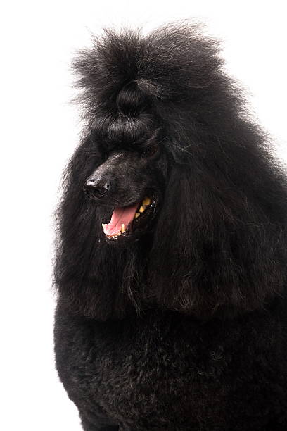 istock Black Royal poodle on white 502447941
