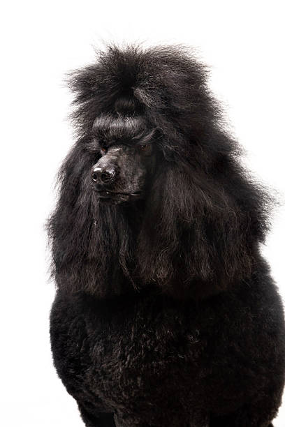 istock Black Royal poodle on white 502447969