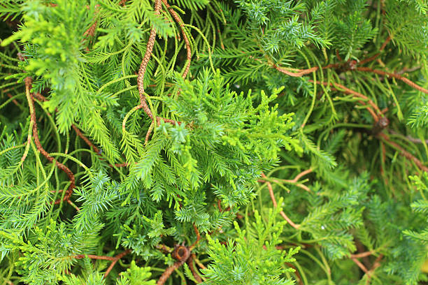 istock The Green leaves background 502448133