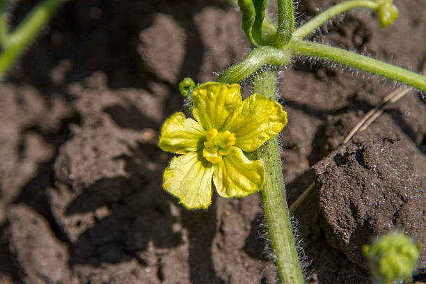 istock image of yellow flower blooming watermelon 502448203
