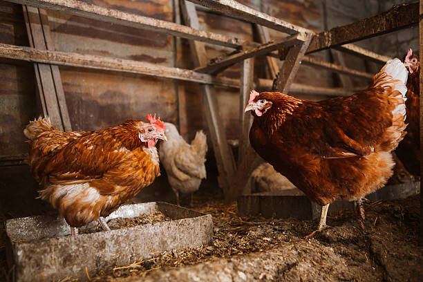 istock chickens in the coop 502449758