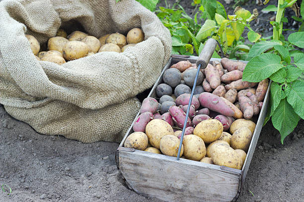 ポテトの種類 - red potato raw potato burlap red ストックフォトと画像