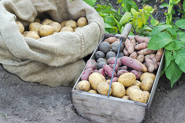 감자 품종을 - red potato raw potato burlap red 뉴스 사진 이미지