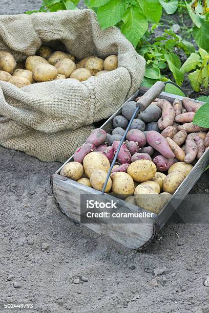 Variedades De Patata Foto de stock y más banco de imágenes de Aire libre - Aire libre, Alimento, Amarillo - Color