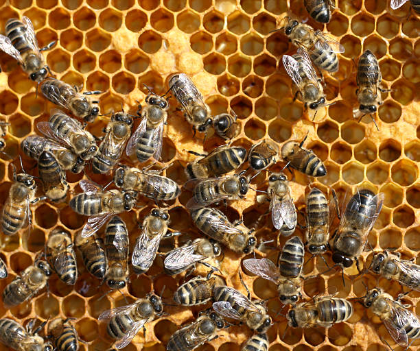 istock honey cells and working bees 502450093
