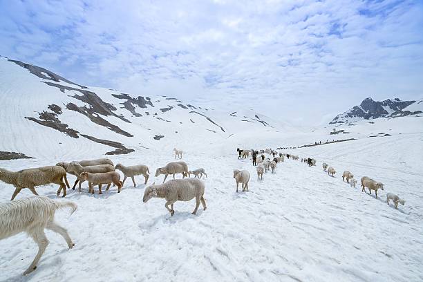 schafe im schnee - royal marines stock-fotos und bilder