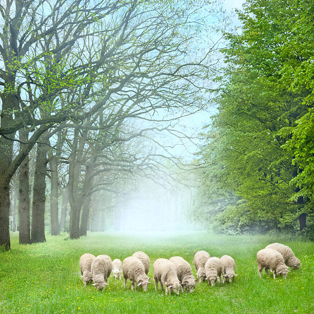 Bible allegory: the Lord is my Shepherd