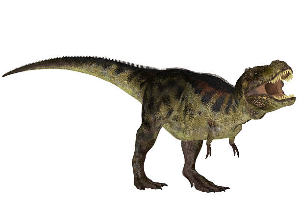 Illustration of a Tyrannosaurus stock photo