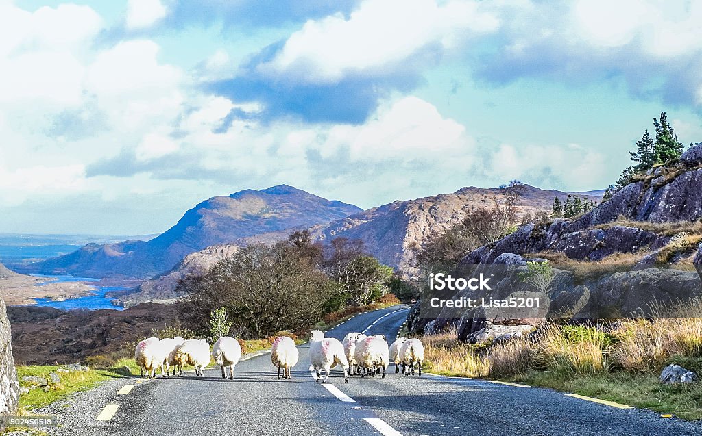 Rush hour in Ireland A group of sheep clog the roadways in Ireland along the Ring of Kerry Ring of Kerry Stock Photo