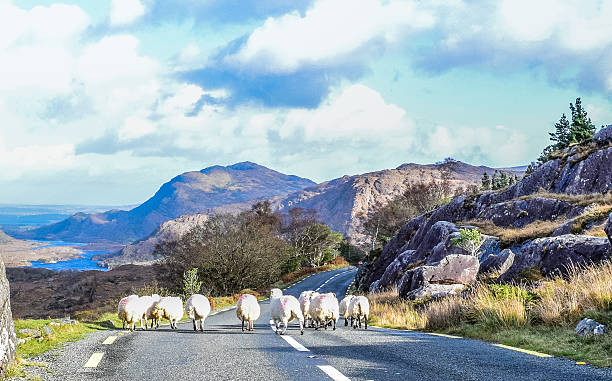 Rush hour in Ireland A group of sheep clog the roadways in Ireland along the Ring of Kerry sheep photos stock pictures, royalty-free photos & images