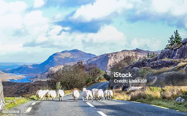 Rush Hour In Ireland Stock Photo - Download Image Now - Ring of Kerry, Road, Driving