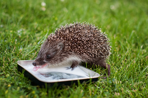 Baby animal hedgehog lapping milk on the grass