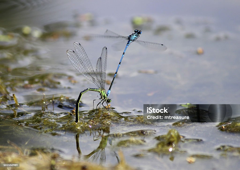 Bild des gemeinsamen damselflies sich paaren, gräbt Eier im Garten mit Teich - Lizenzfrei Wassergarten Stock-Foto