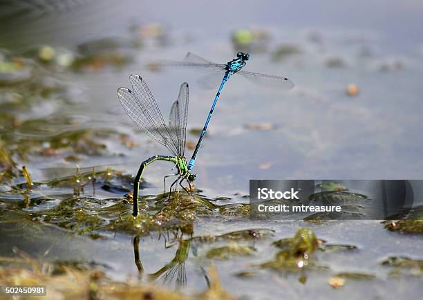 Bild Des Gemeinsamen Damselflies Sich Paaren Gräbt Eier Im Garten Mit Teich Stockfoto und mehr Bilder von Wassergarten