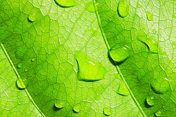 Green leaf with water drops stock photo