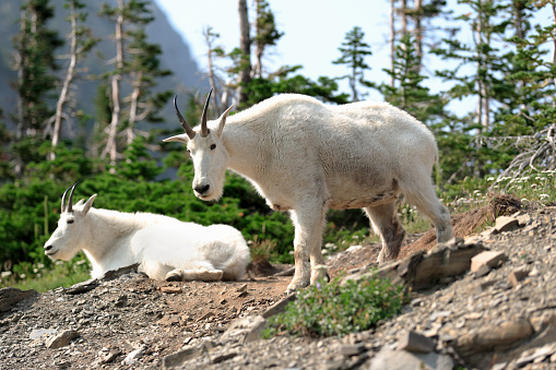 Two mountain goats (Oreamnos Americanus) in beautiful Glacier National Park, Montana.