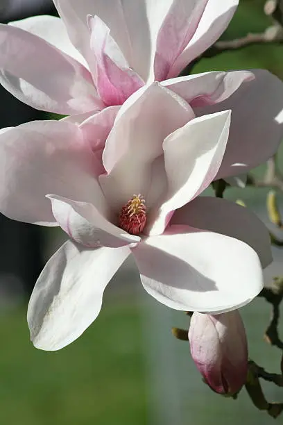 Close-up of a pink magnolia blossom      