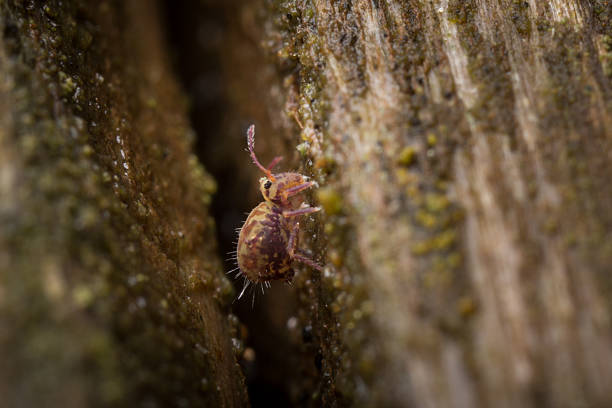 Tiny springtail, Dicyrtomina saundersi, on a piece of wood. Macro shot of a tiny springtail, Dicyrtomina saundersi, which is so small it is hardly visible with the naked eye.  These hexapods can be found on the ground, in the soil, or on dead leaves etc.  When threatened springtails can release an appendage tucked under their bodies and leap approx 20cm into the air. collembola stock pictures, royalty-free photos & images