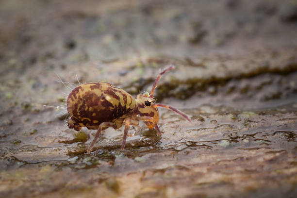 Macro shot of a springtail, Dicyrtomina saundersi. Macro shot of a tiny springtail, Dicyrtomina saundersi, which is so small it is hardly visible with the naked eye.  These hexapods can be found on the ground, in the soil, or on dead leaves etc.  When threatened springtails can release an appendage tucked under their bodies and leap approx 20cm into the air. collembola stock pictures, royalty-free photos & images